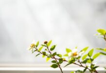 The Impact of Natural Light on Health and Well-being The Impact of Natural Light on Health and Well-being