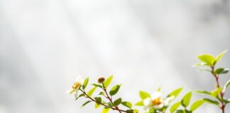 The Impact of Natural Light on Health and Well-being The Impact of Natural Light on Health and Well-being